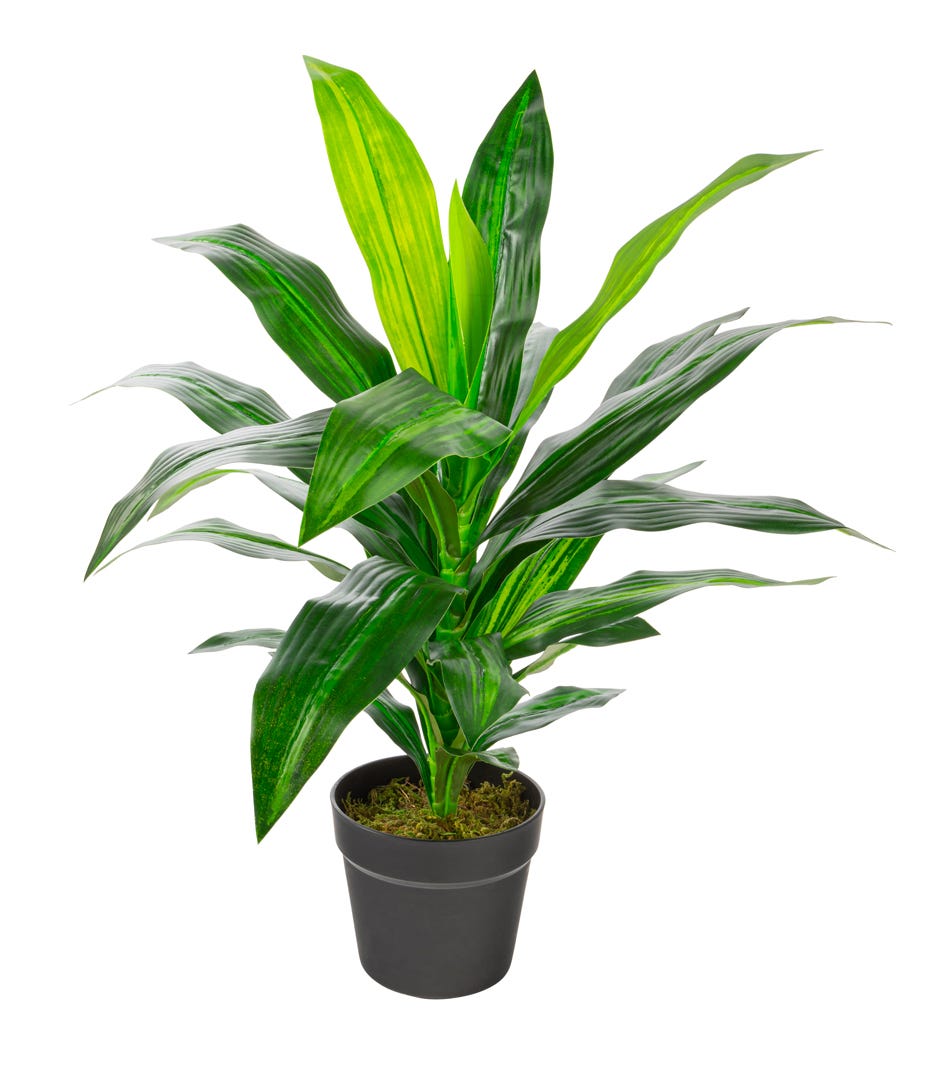 Artificial Dracaena In Black Pot, 25  in.
