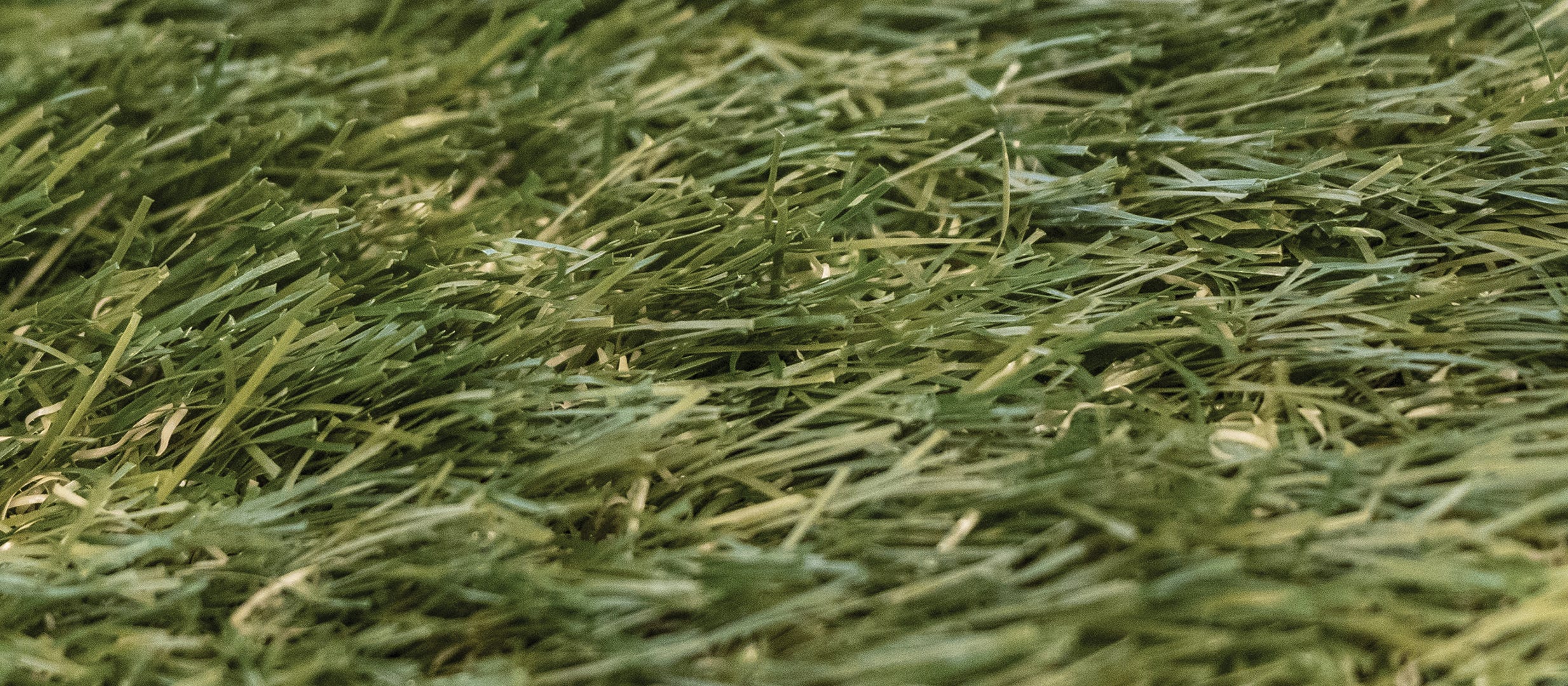 DUNES Grass Runner, 3 ft. x 4 ft., Green