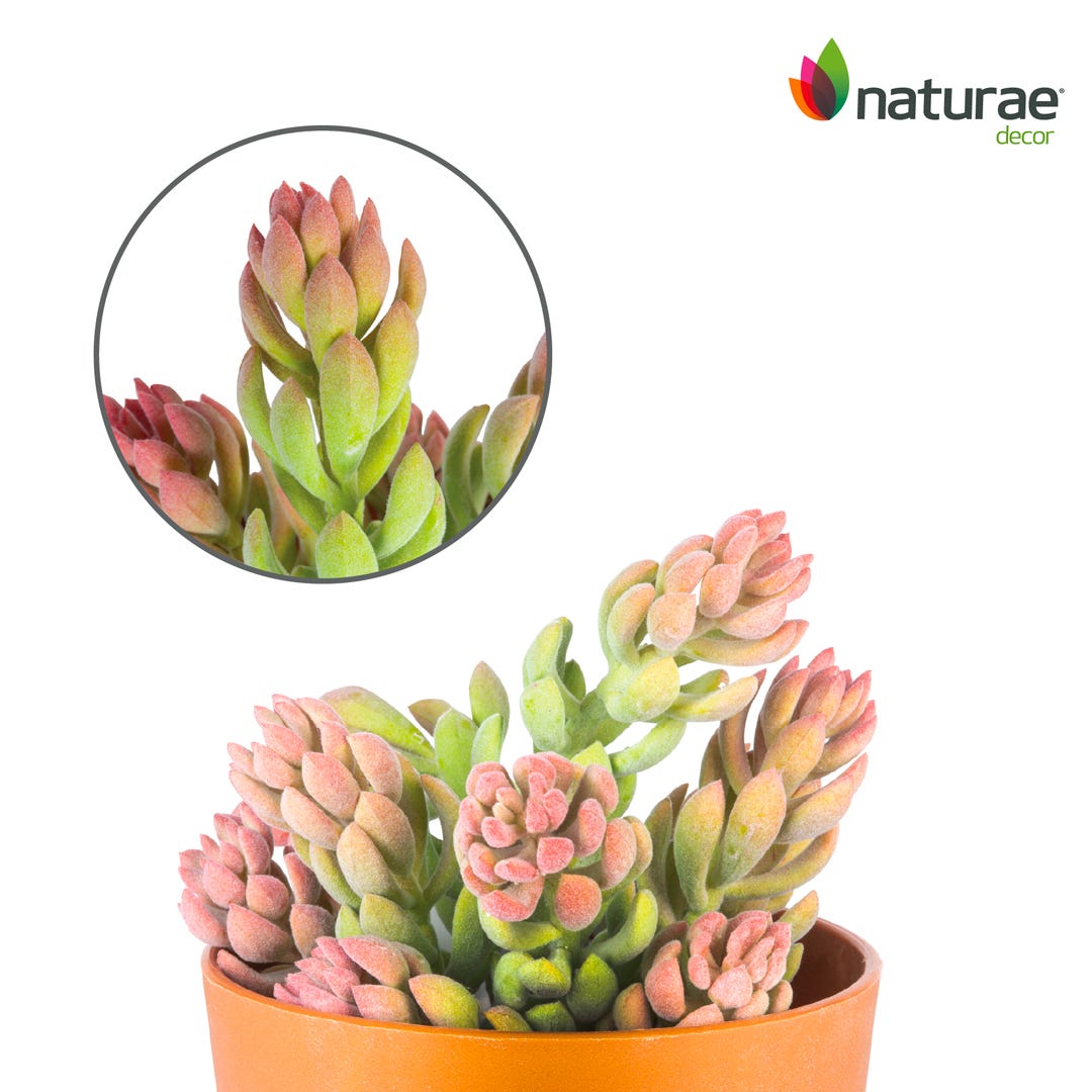 Artificial Sedum In Terracotta Pot, 10  in.