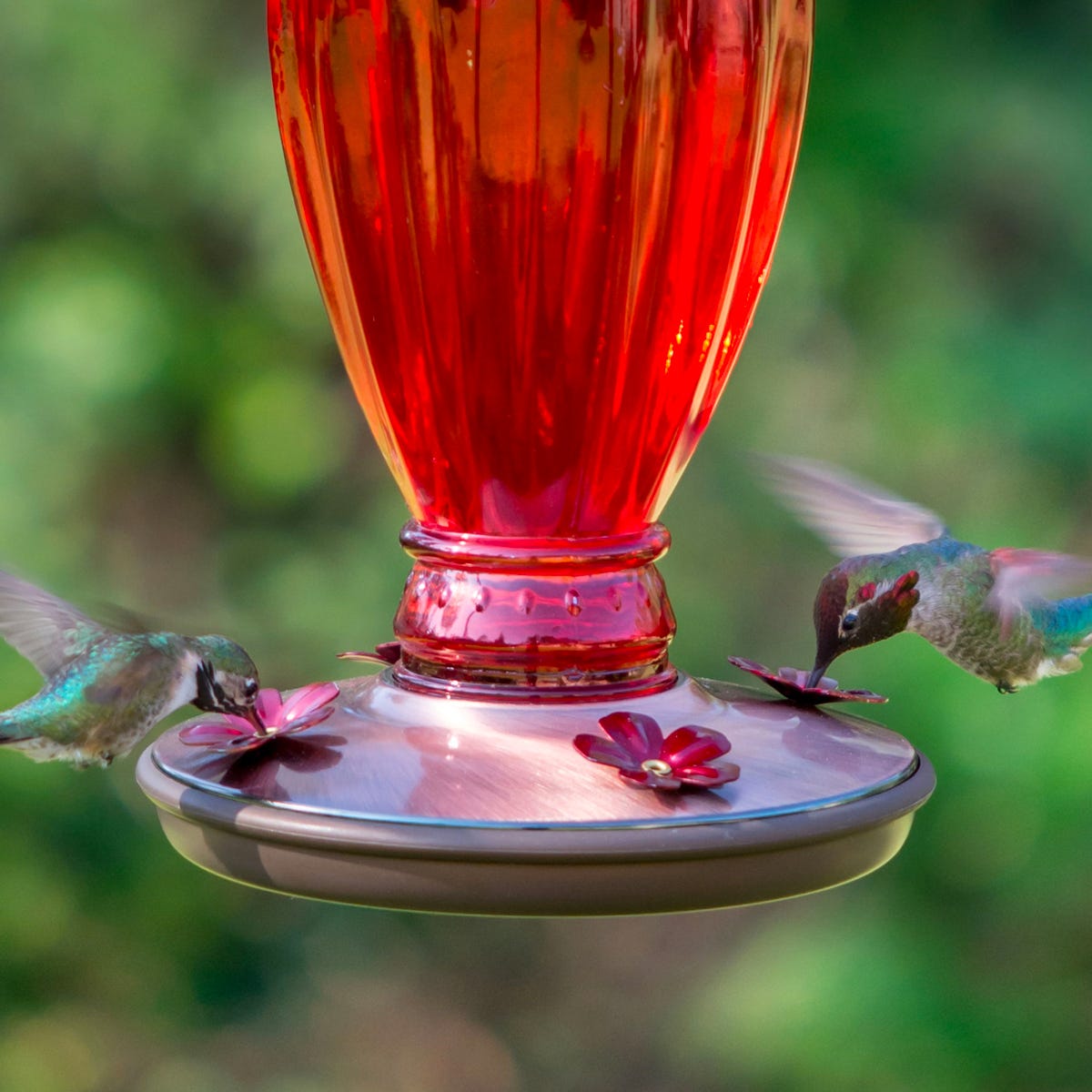 Vintage Daisy Vase Feeder, 18oz