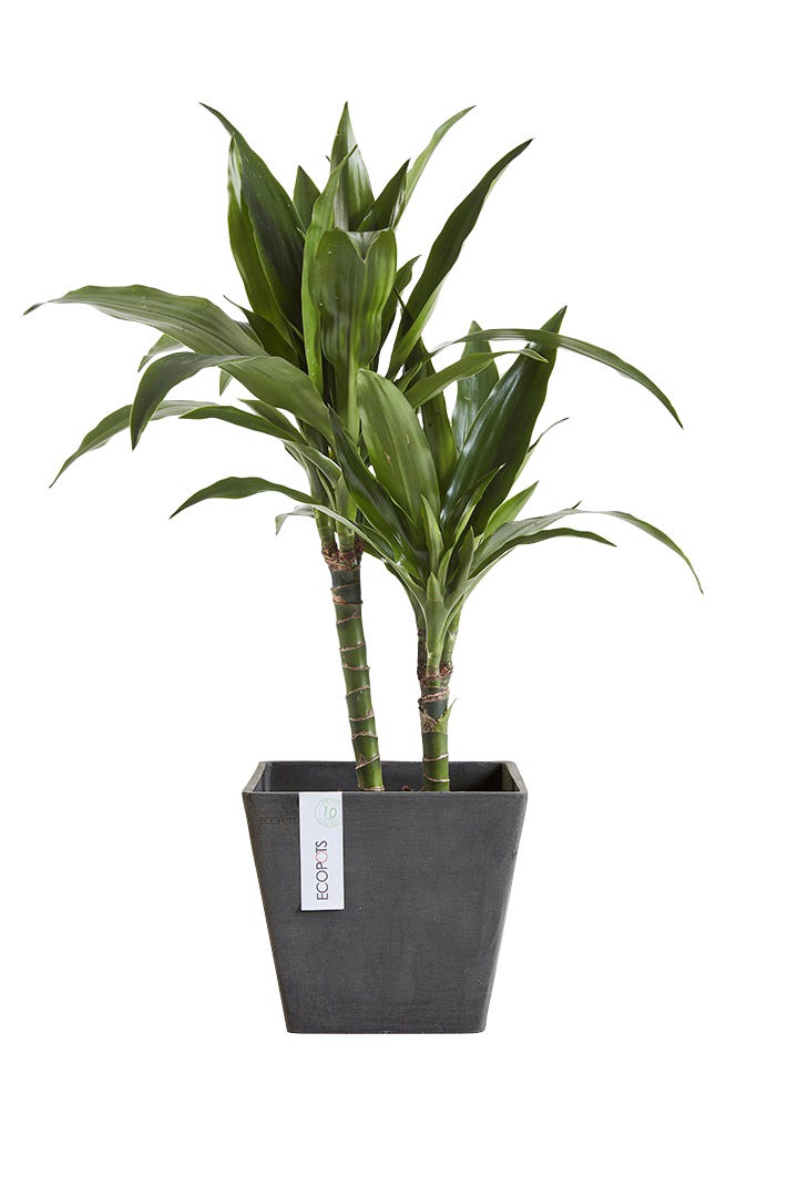 Ecopots