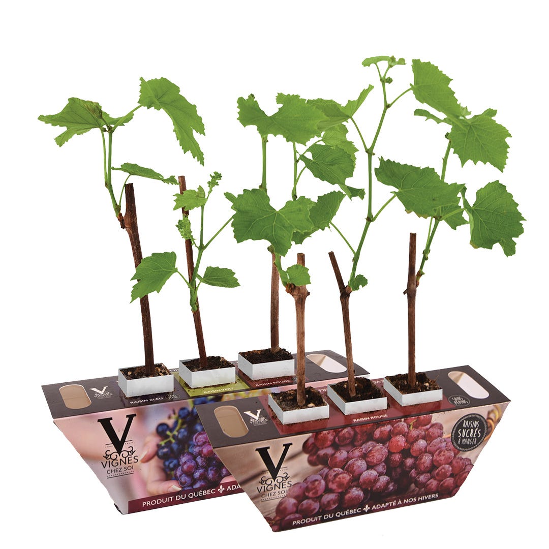 Vignes Chez Soi Seedless Vines - sweet grapes to eat
