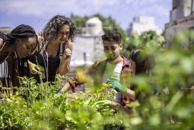 Un toit vert pour votre maison